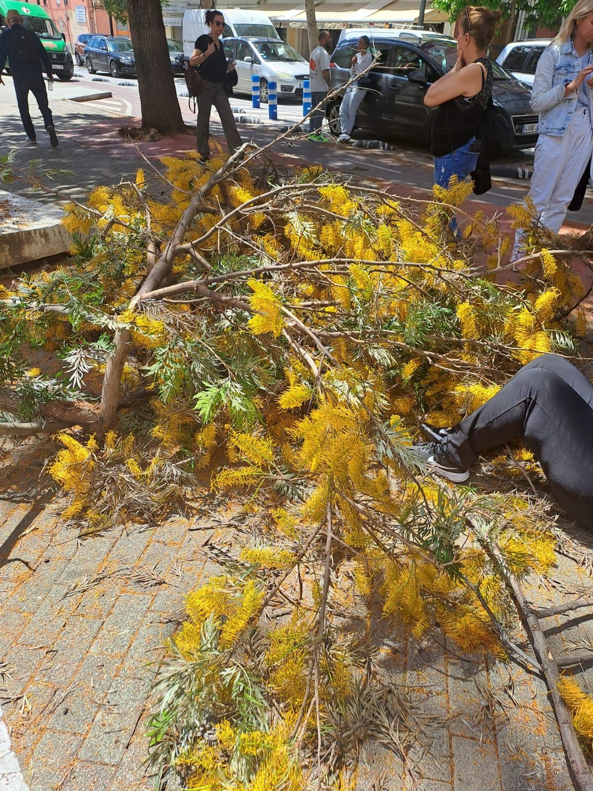 La rama ha golpeado de lleno a la mujer, en una imagen tomada instantes después del accidente, antes de la llegada de los servcios de emergencias