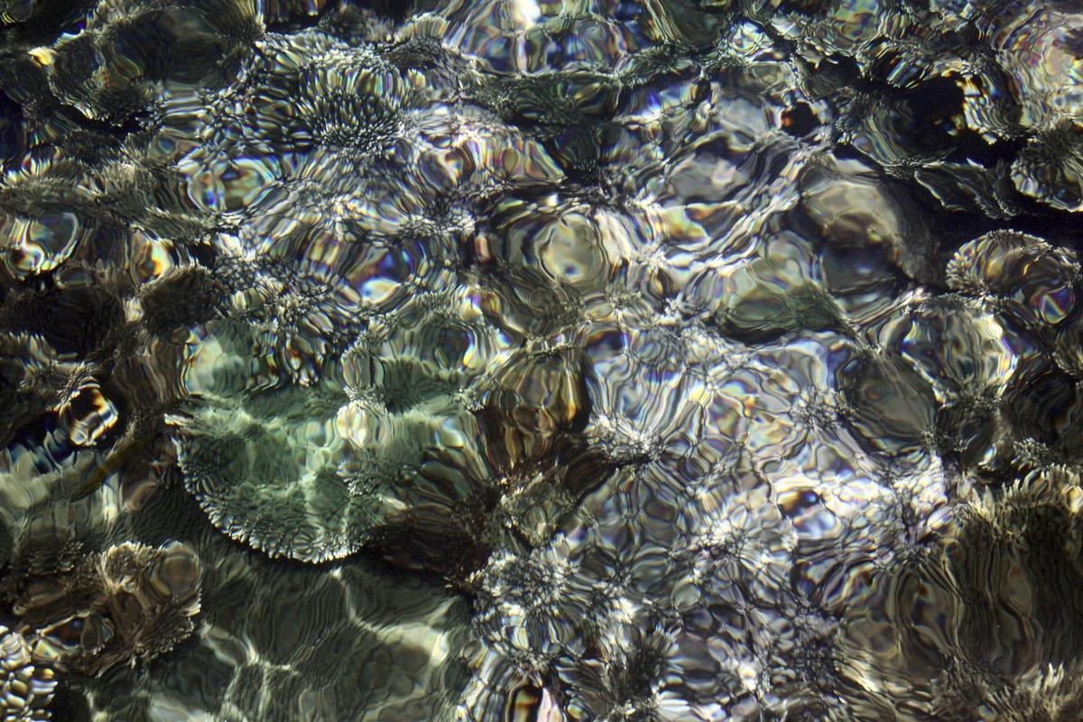 Las esponjas marinas sugieren que el calentamiento global habría superado el límite del 1,5º