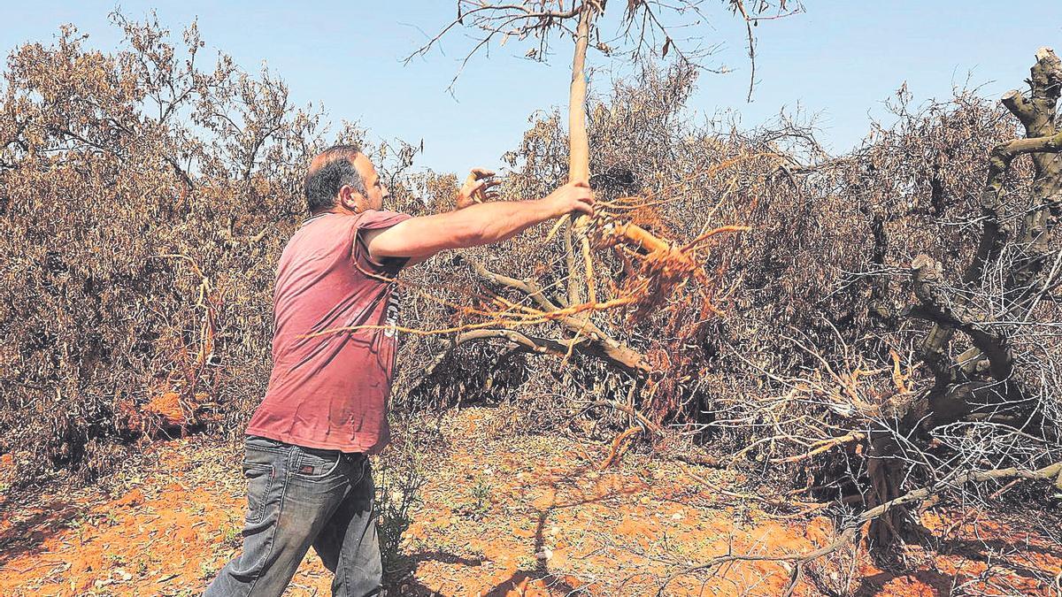 Un agricultor de Vila-real con restos de naranjos en una finca citrícola que se encuentra en transformación.