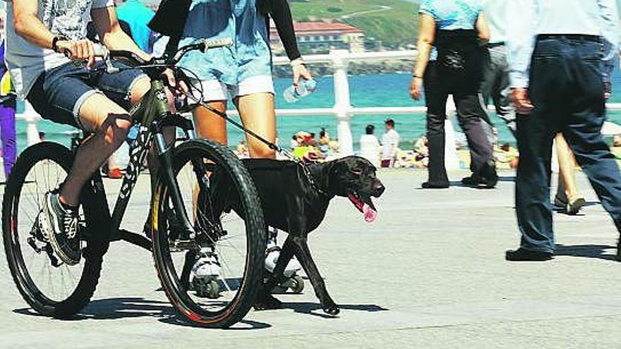 A la izquierda, un ciclista, ayer, paseando con su perro por el Muro. A la derecha, el cartel de la campaña de concienciación ciudadana.