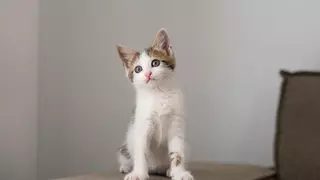 Un estudio confirma lo que los amantes de los felinos ya sabían: vivir con gatos es bueno para la salud y el corazón