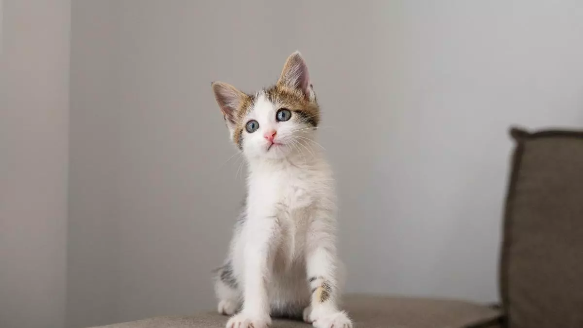 El verdadero culpable de la alergia a los gatos (y no es su pelo)