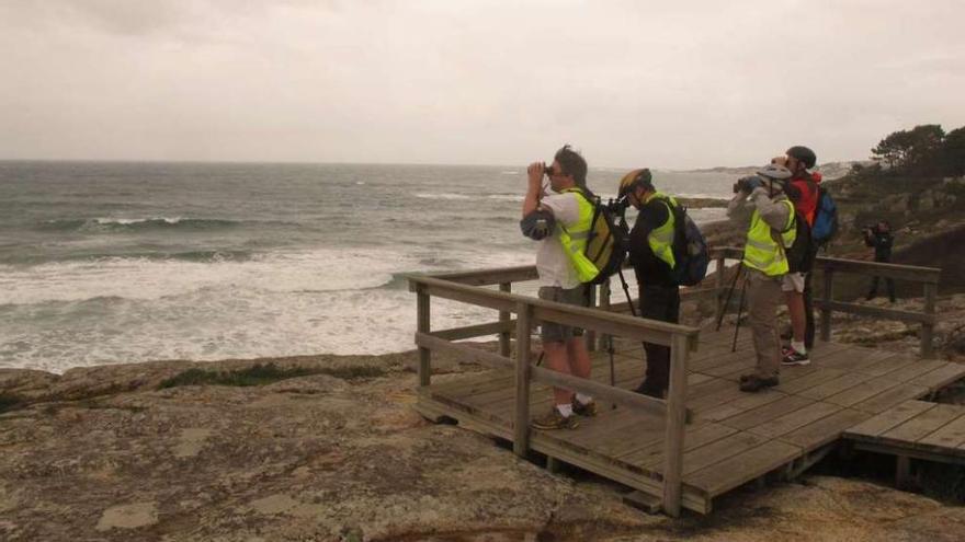 Observación de aves en O Grove. // Muñiz