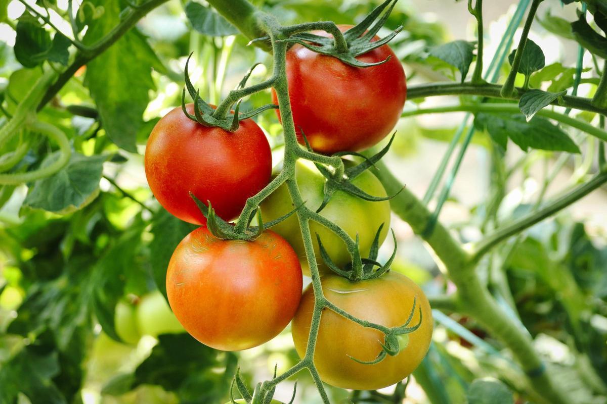 Tomates en una imagen de archivo