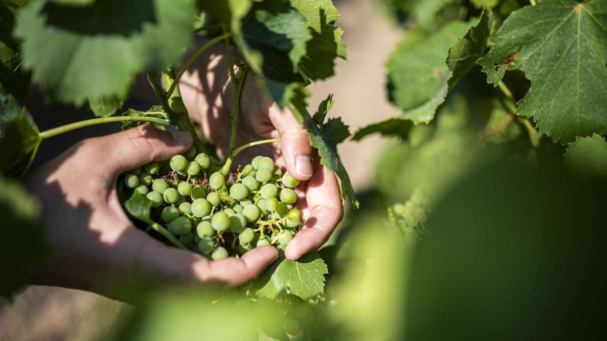 Raïm d'unes vinyes de la DO Pla de Bages, en una imatge d'arxiu