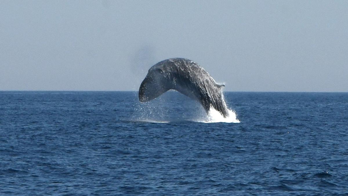 Salto de un rorcual común captado en mayo del 2022 desde el barco 'Ría de Ferrol' en la costa de Barcelona.