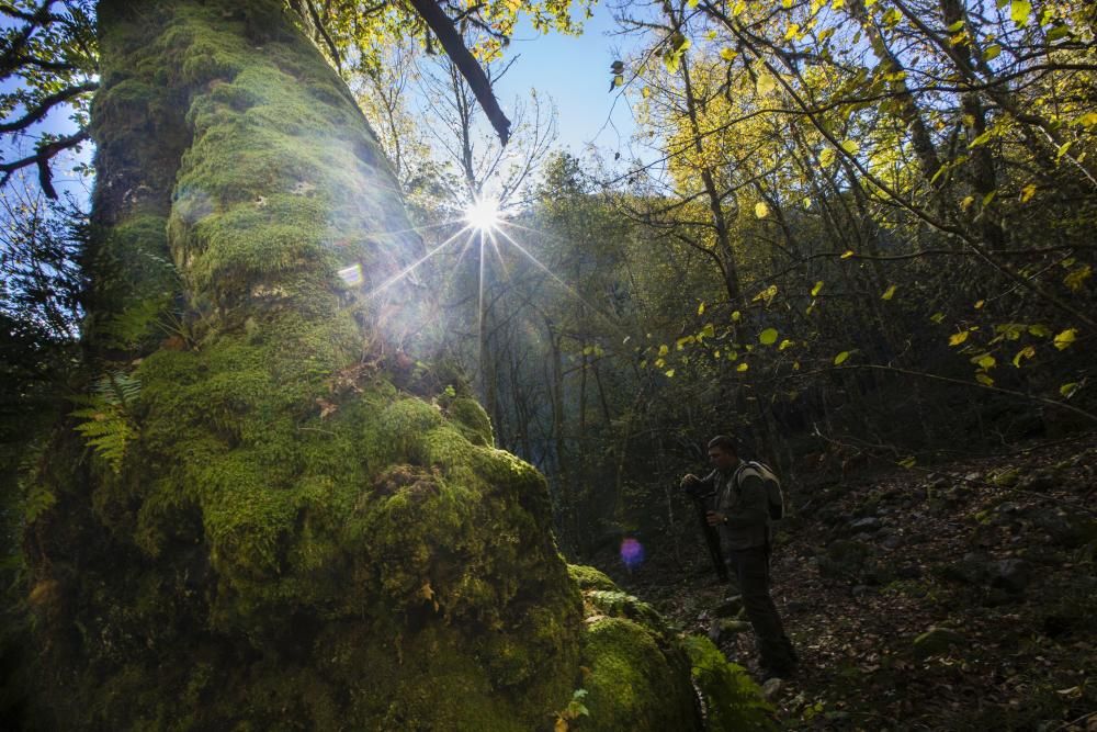 La reserva natural de Muniellos en otoño