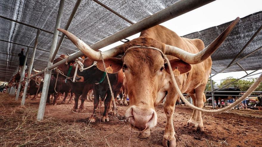 Vacas estabuladas el pasado mes de julio en La Laguna.