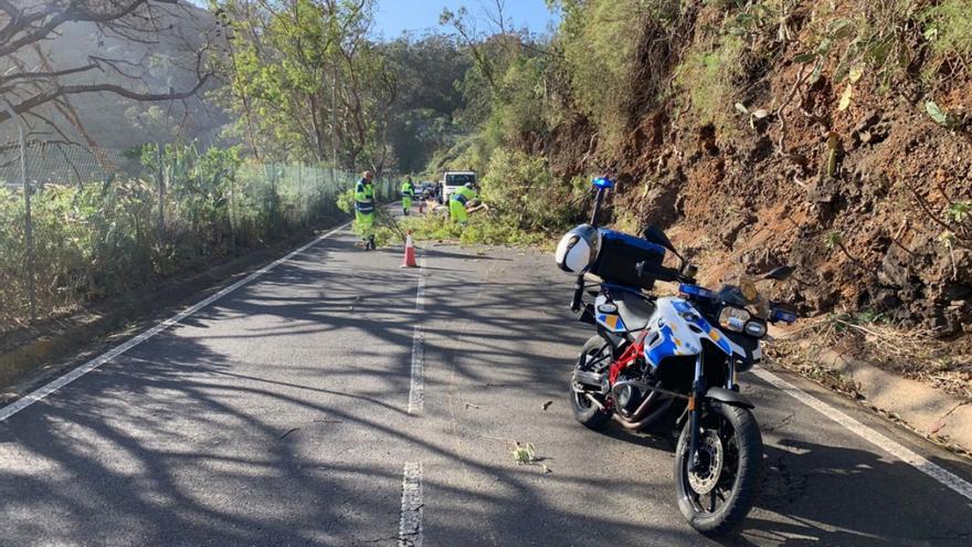 Caída de árboles, ramas y vallados en La Laguna por el viento