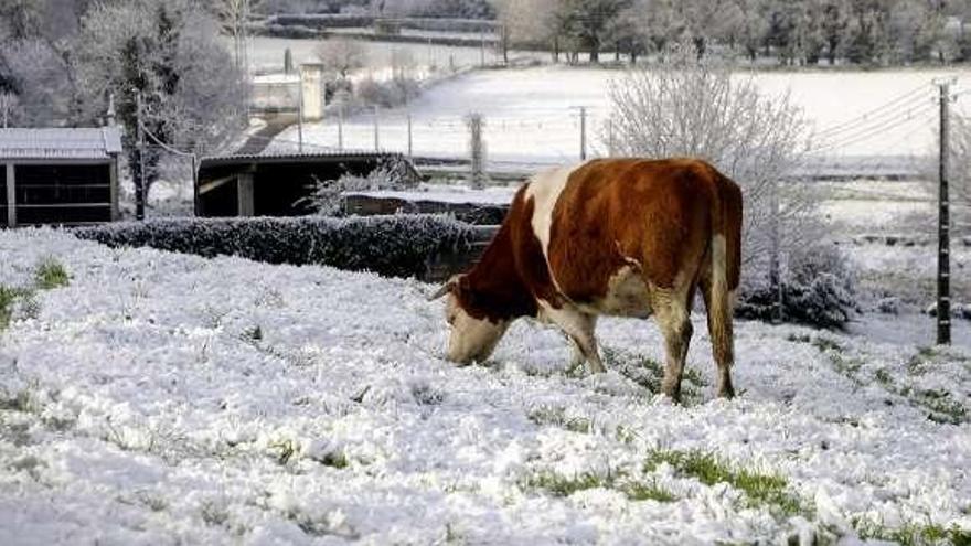 La Carballeira das Pedrosas de Silleda y el Pazo de Liñares cubiertos de nieve. // Bernabé/J. Lalín