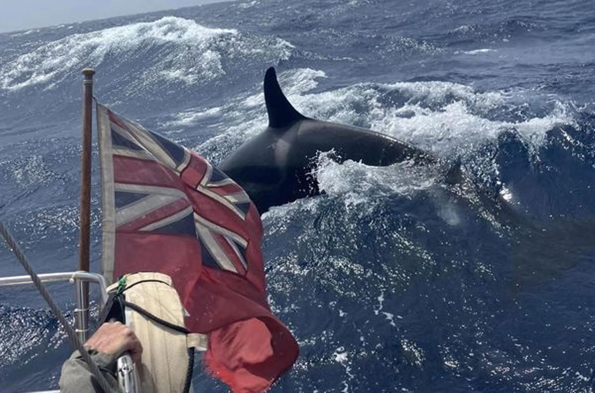 Orca acosando a un velero en el Estrecho hace pocas semanas