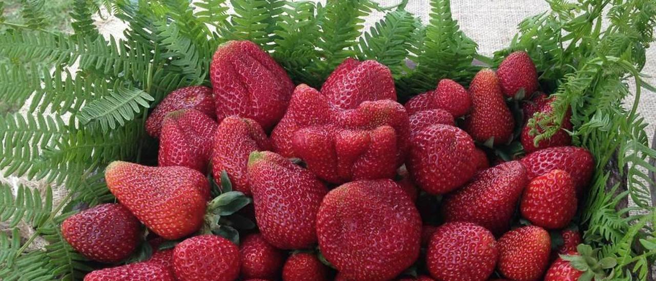 Fresas de Candamo, en el último festival.