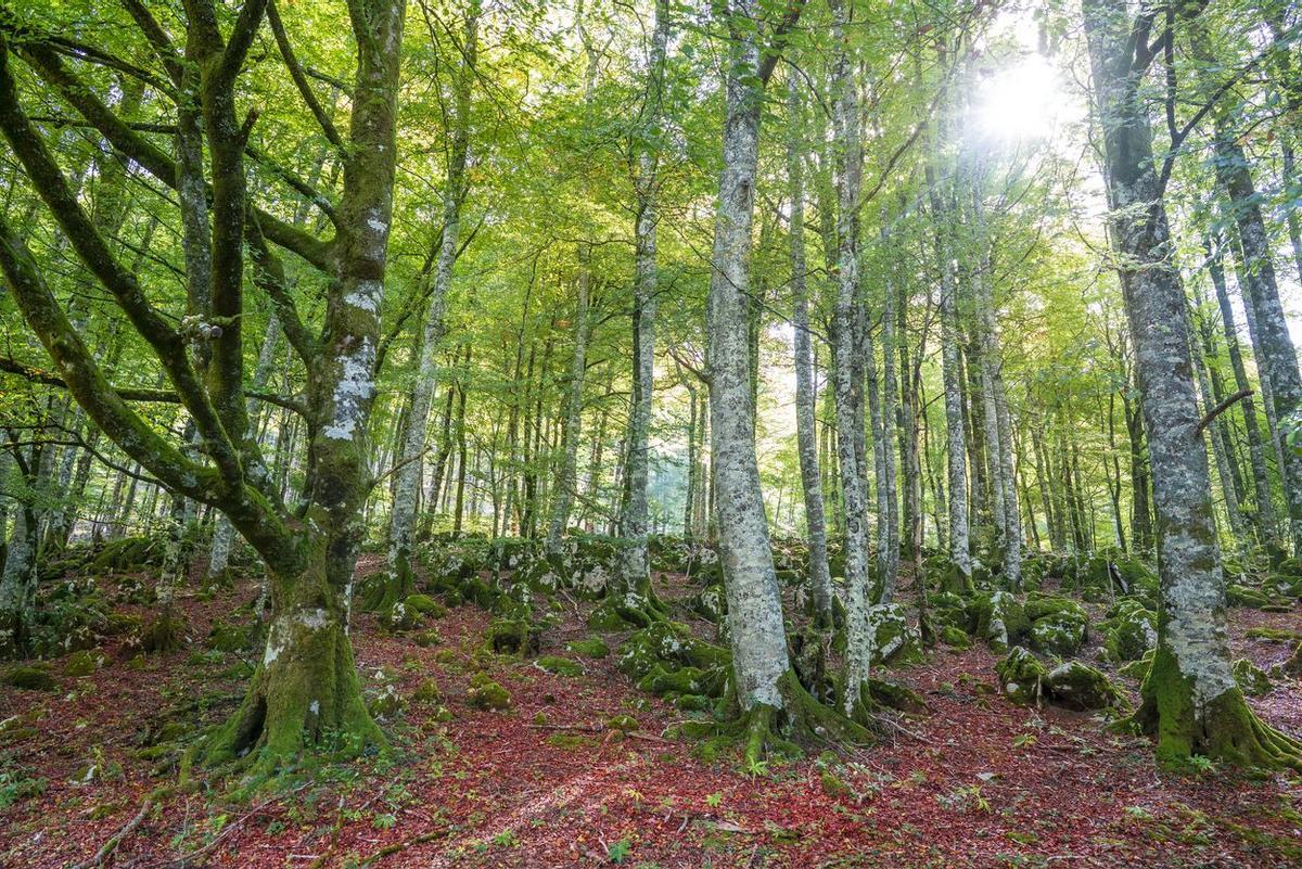 Selva de Irati en otoño