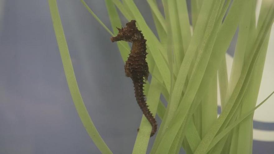 Sueltan un caballito de mar sobre la pradera de posidonia de Calp