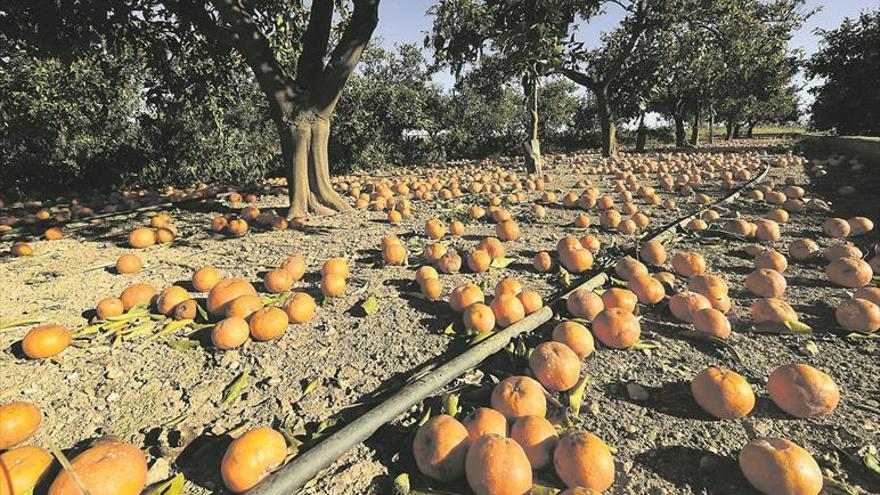 220.000 toneladas de clementinas se pudren sin solución para los agricultores