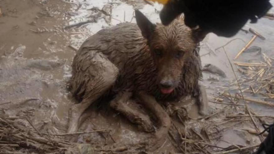 La Guardia Civil rescata a una perra que cayó en una acequia de dos metros