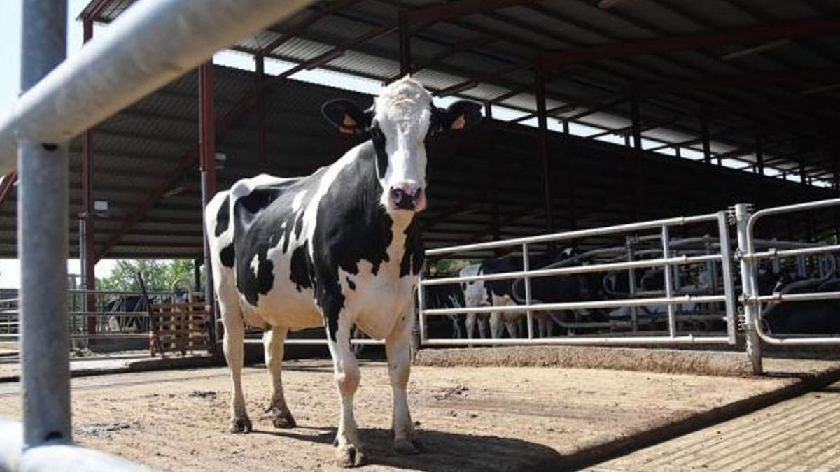 La vaca no da leche. Se ordeña