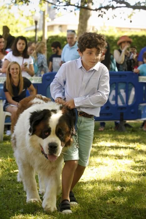 Desfile canino en Somió