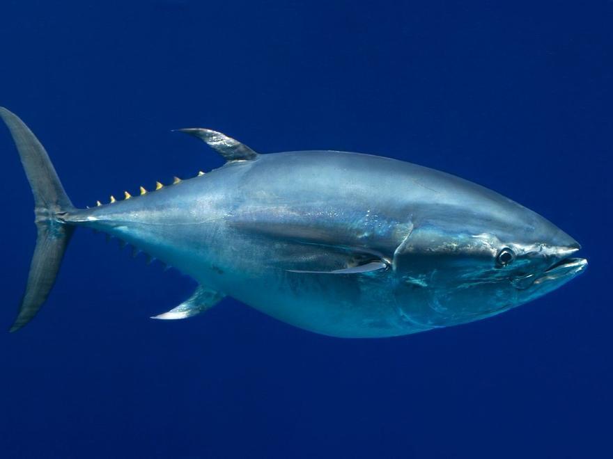 El atún se recupera de la sobrepesca, pero ahora lo amenaza el calentamiento del mar