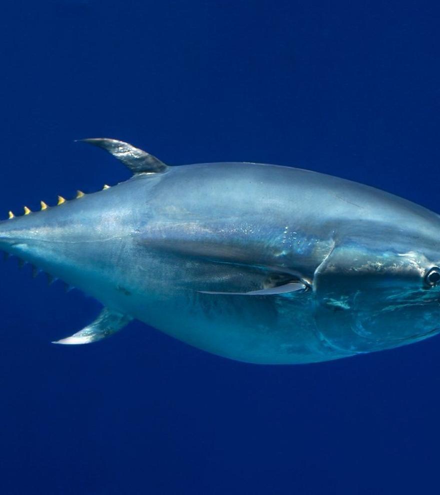 El atún se recupera de la sobrepesca, pero ahora lo amenaza el calentamiento del mar
