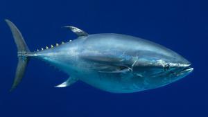 El atún se recupera de la sobrepesca, pero lo amenaza el calentamiento global