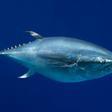 El atún se recupera de la sobrepesca, pero lo amenaza el calentamiento global
