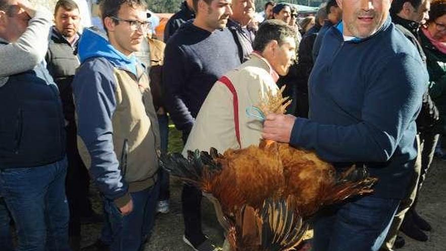 Uno de los gallos subastados el pasado año. // Iñaki Abella