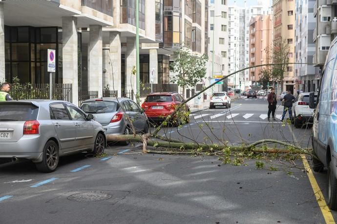 Caída de un árbol Een la calle Paseo Cayetano de Lugo,zona Presidencia del Gobierno de Canarias  | 04/02/2020 | Fotógrafo: Tony Hernández