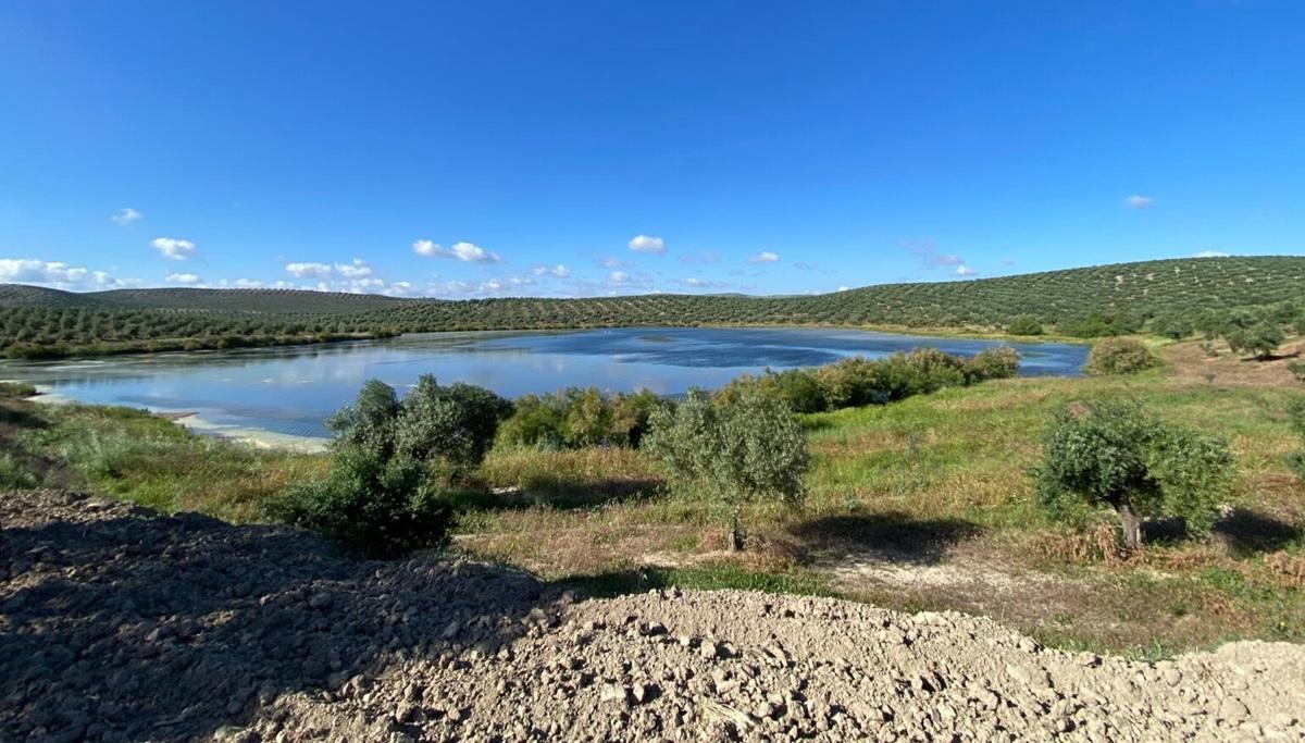 La laguna del Rincón del Muerto, donde el Ayuntamiento de Baena quiere instalar un observatorio de aves.