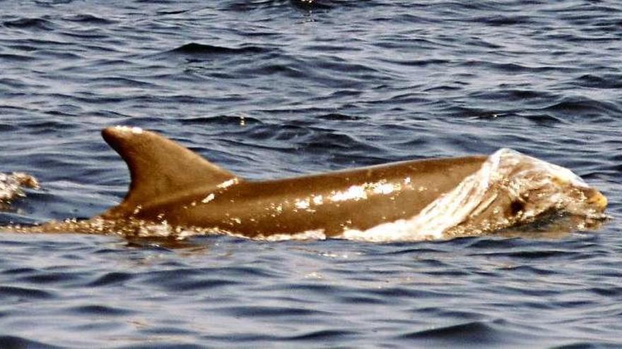 Un delfín atrapado por un plástico.