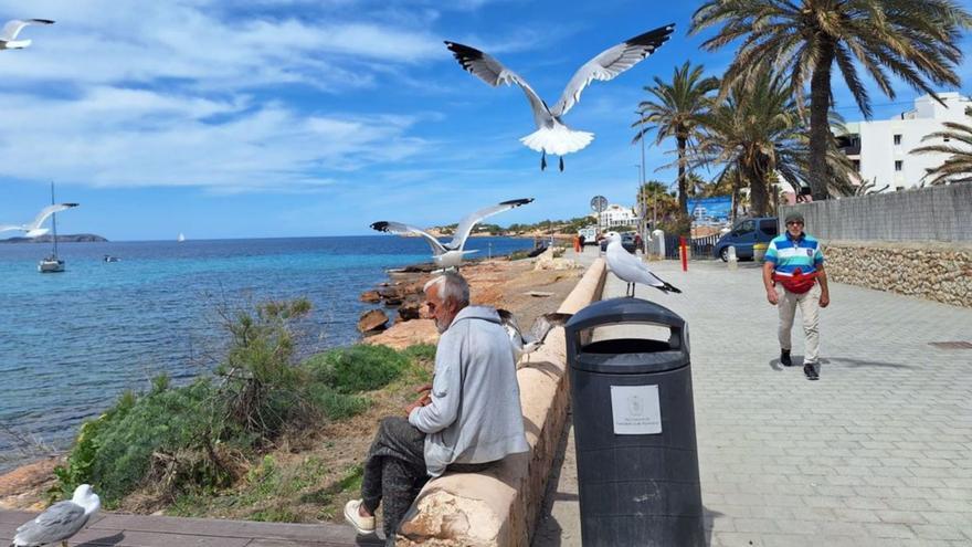 El ‘domador’ de gaviotas de es Caló des Moro