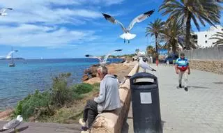 El ‘domador’ de gaviotas de es Caló des Moro