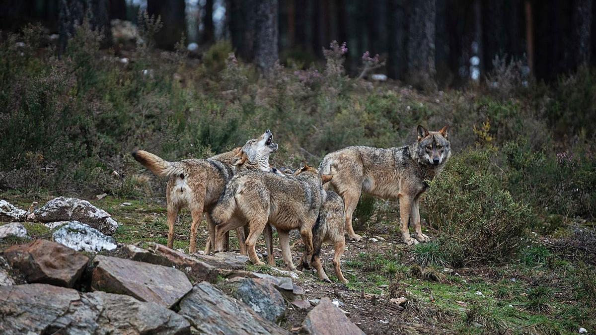 Varios ejemplares de lobo que conviven en la provincia de Zamora