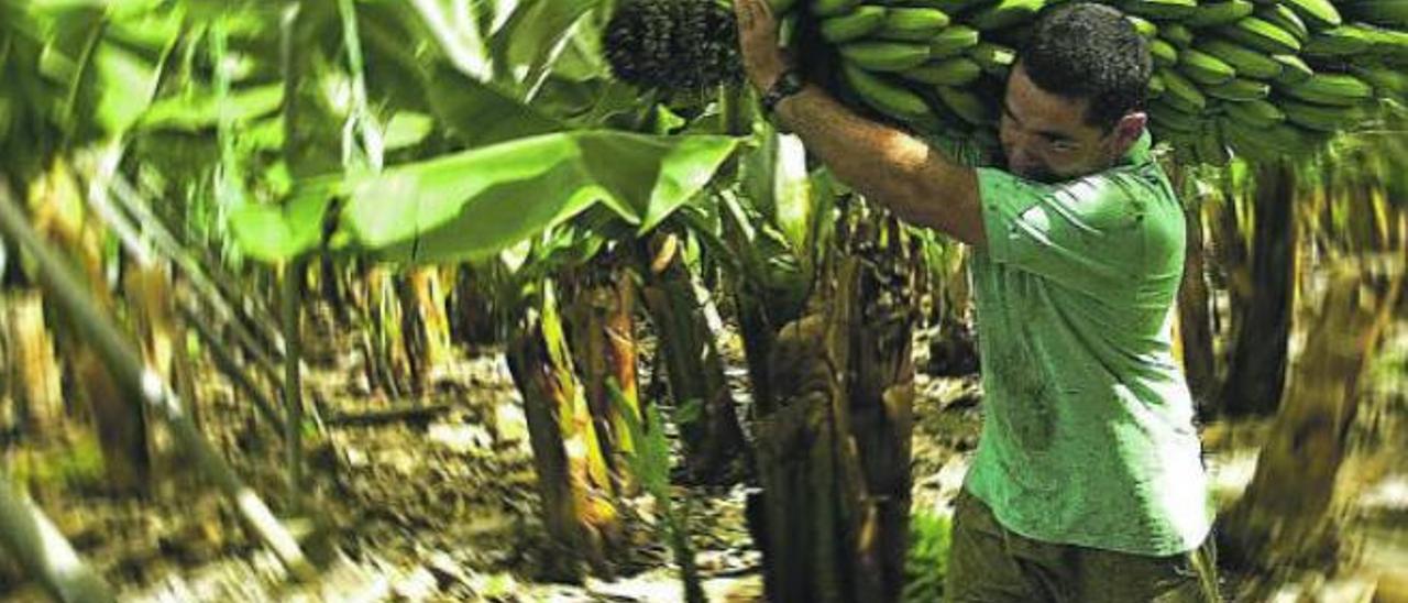 Imagen de archivo de un trabajador en plena faena en una finca de plataneras.