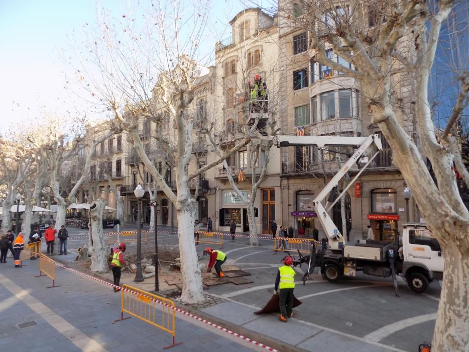 L'Ajuntament canvia 10 plàtans del Passeig