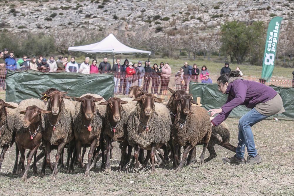 «Concurs de Gossos de Ramat» de Agres.