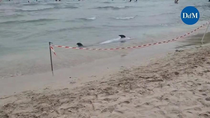 Un delfín aparece muerto en la playa Palmira de Peguera tras ser visto con vida el día anterior