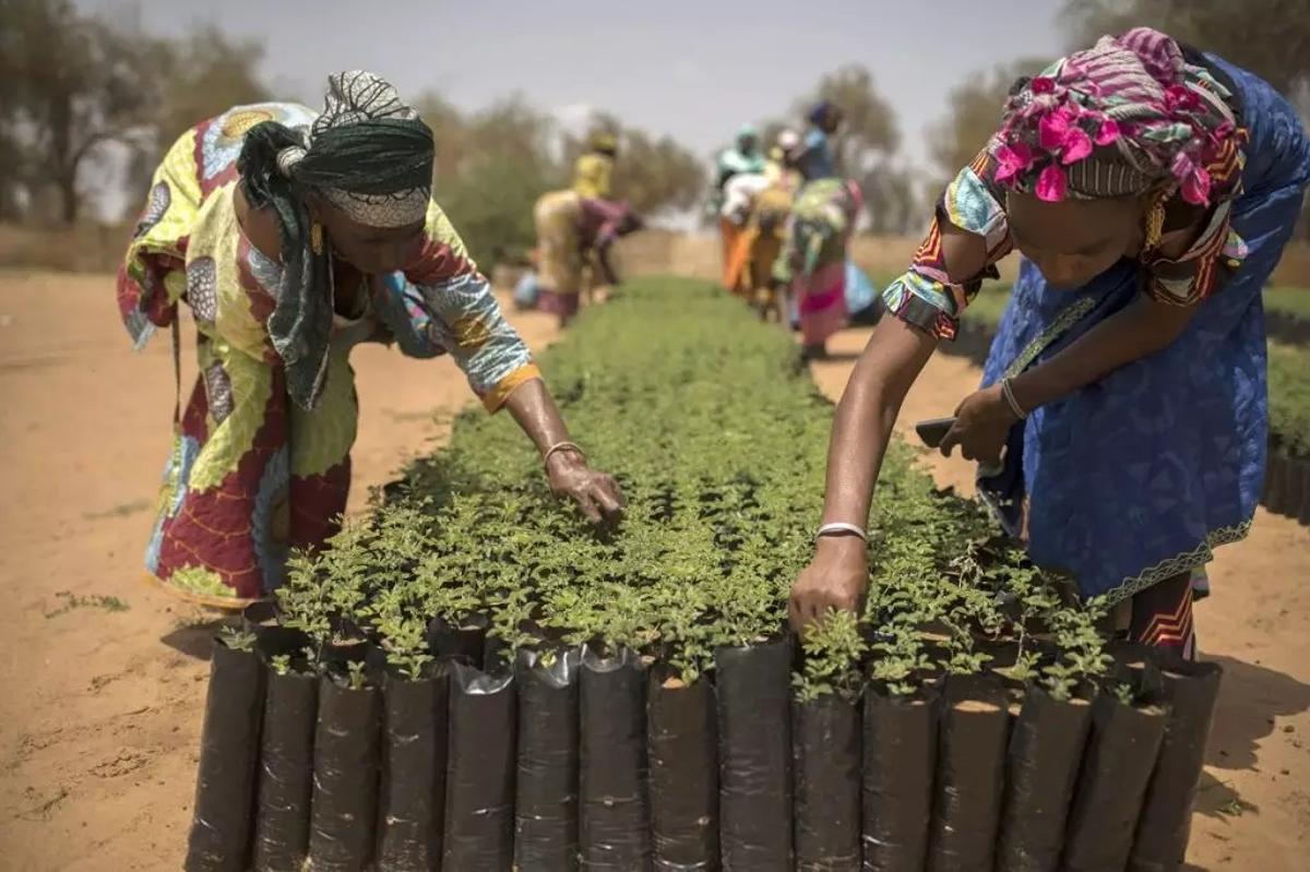 Dos mujeres preparan plntones de árboles para el proyecto en Senegal.
