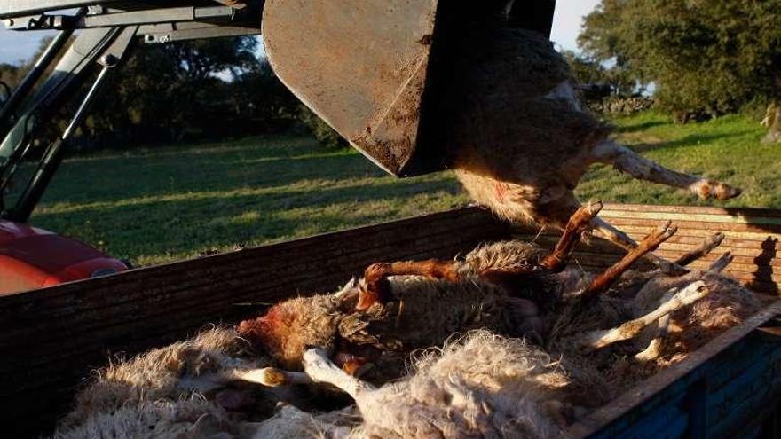 Ovejas muertas por un ataque de lobo.