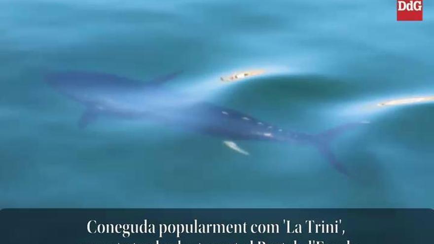 'La Trini', la tonyina estrella del port de l'Escala