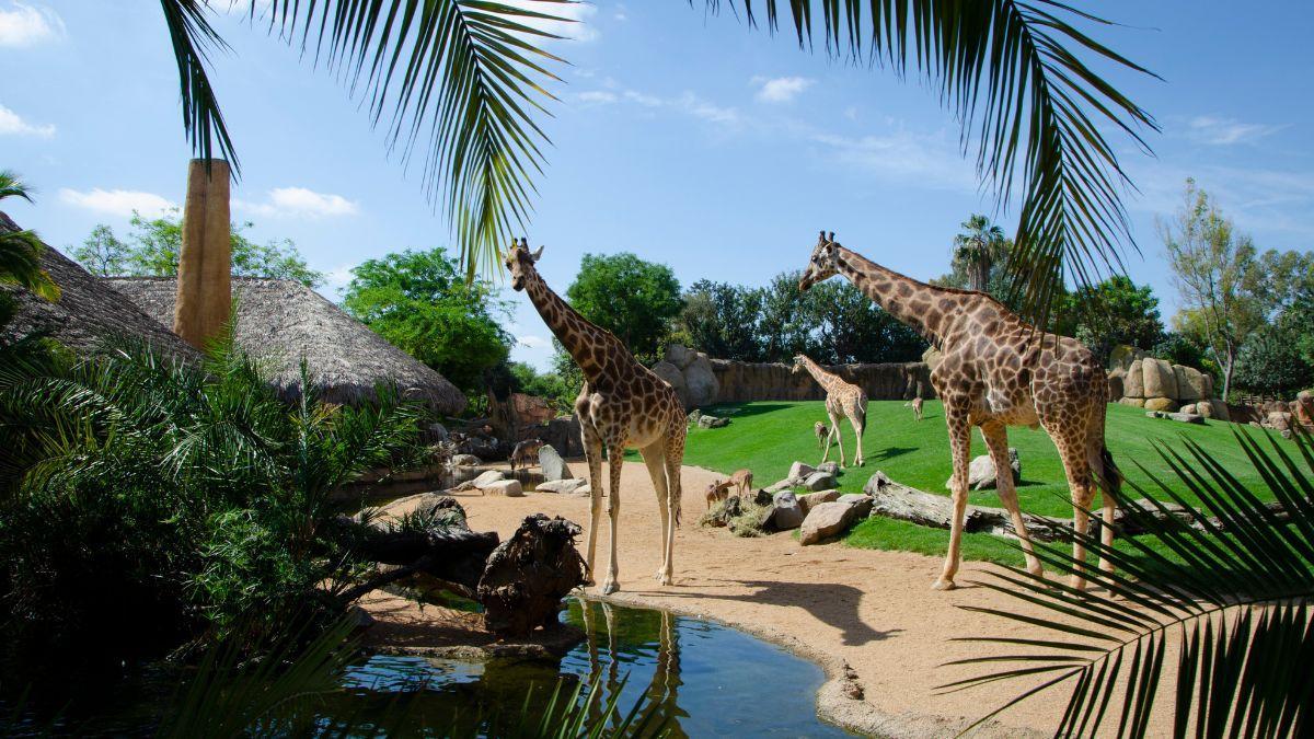 BIOPARC cuenta con diferentes recintos multiespecie en los que poder contemplar cómo interactúan los animales.