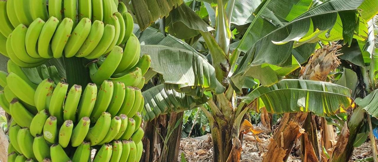 El Gobierno de Canarias convoca la ayuda a los productores de plátano para 2022