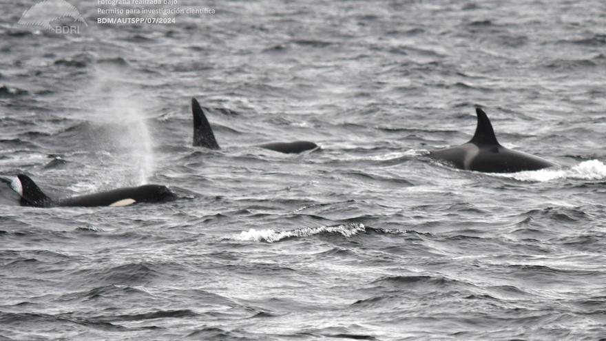 Las orcas vuelven a dejarse ver en las Rías Baixas