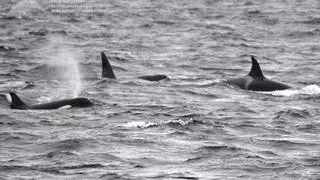 Las orcas vuelven a dejarse ver en las Rías Baixas