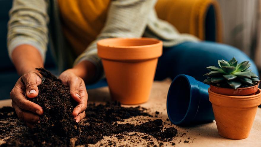 Meter tierra de maceta en el horno: el truco del jardinero que debes hacer en casa