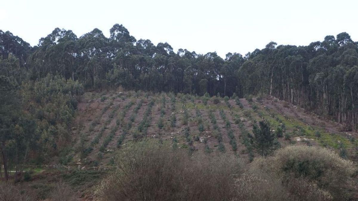 Una finca forestal recién plantada en la zona de Feáns, rodeada de bosques más crecidos.