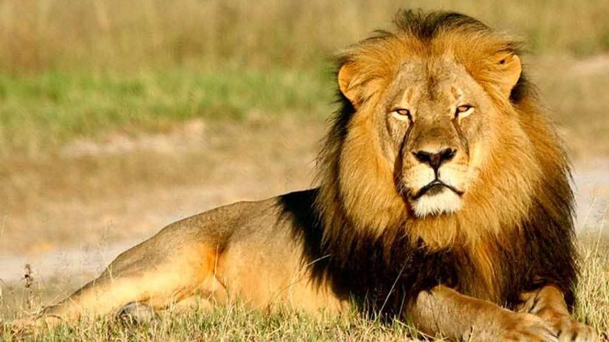 &quot;Cecil&quot;, el mayor león de Zimbabue, cuando aún estaba con vida.