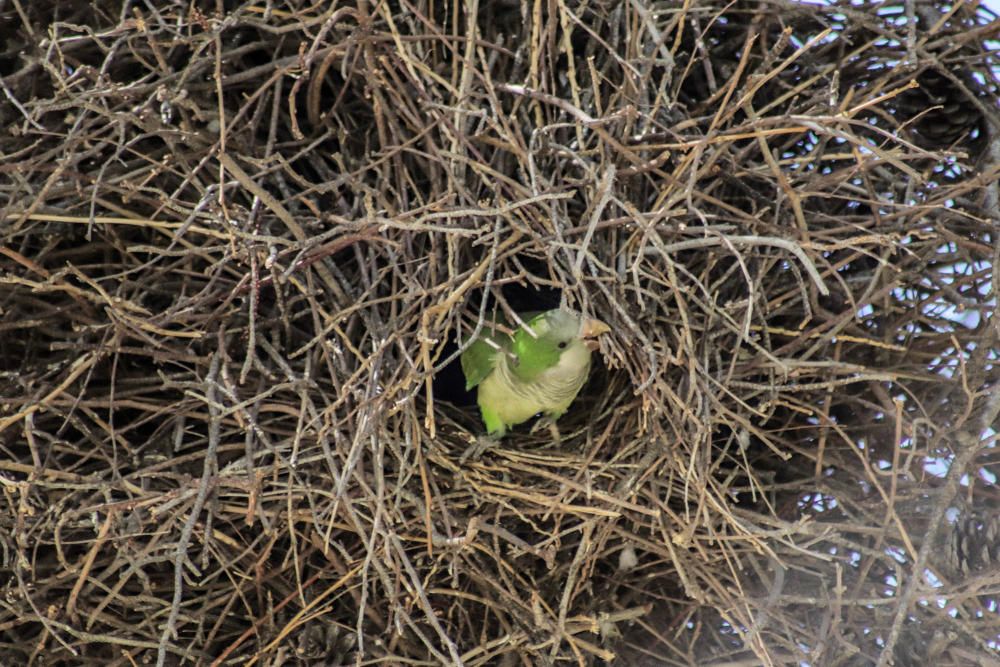 Las cotorras argentinas "toman" los parques de Torrevieja y desplazan a otras especies