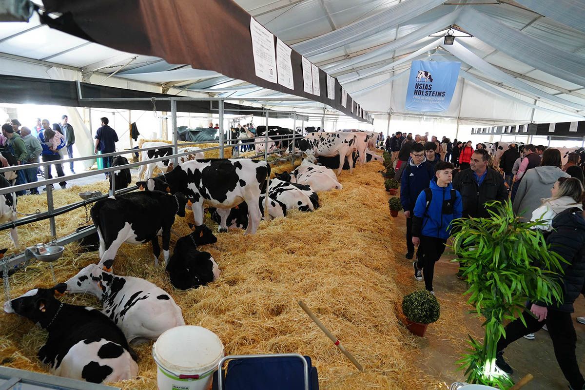 Abre la feria de vacuno de leche Usías Holsteins de  Dos Torres