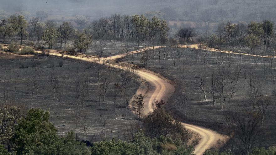 ¿Quién quema nuestros montes? El retrato del incendiario.